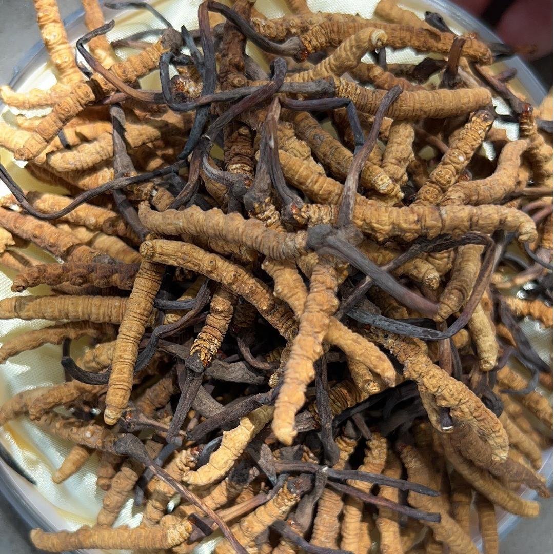 專業回收冬蟲夏草 高價收購絕不壓價-誠意回收蟲草