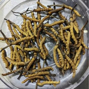 專業回收冬蟲夏草-長期收購冬蟲夏草